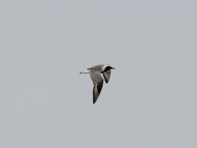 Thumbnail of Grey Plover